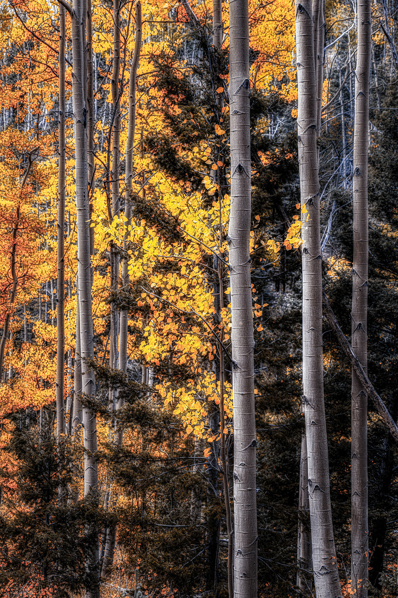 Impression de cadre personnalisé