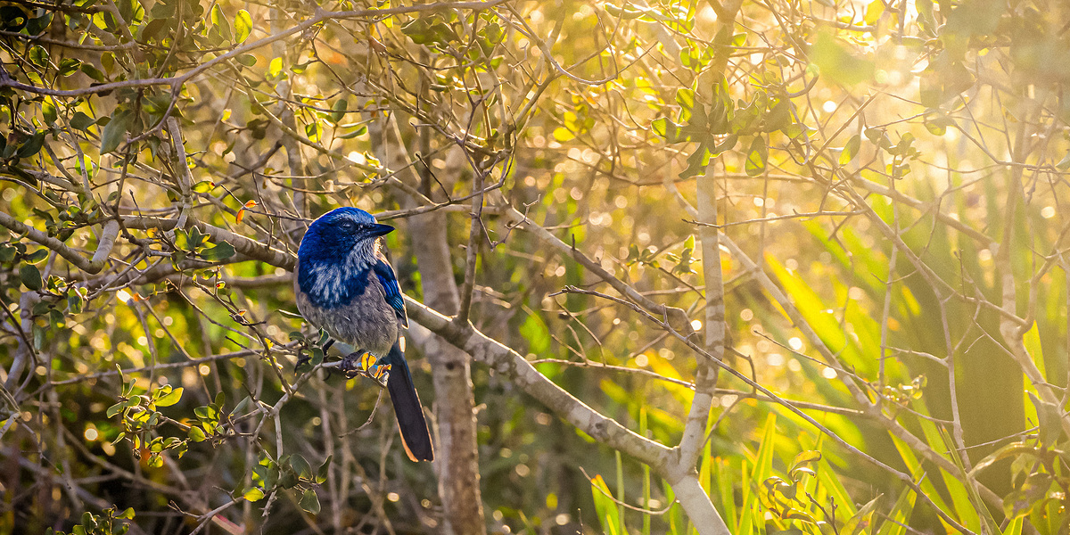 Impression de cadre personnalisé