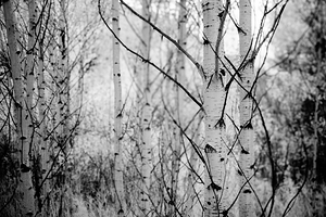 Contrasts in Woodland Quiet by Dream World Images