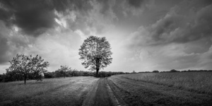 Stormy Tree by Dream World Images