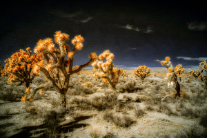 Joshuas Celestial Canopy by Dream World Images