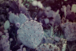 Desert Shadows: Purple Infrared Texas Cactus by Dream World Images