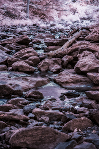Mystical Creek Beneath the Purple Veil