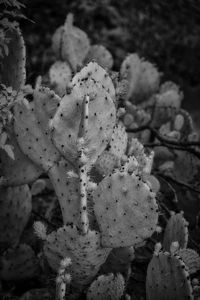 Textured Prickles by Dream World Images