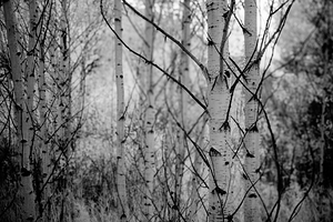 Contrasts in Woodland Quiet