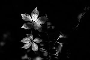 The Leaf That Floats by Dream World Images