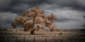 Lone Tree in Saint Bernards 2 by Dream World Images