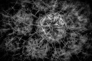 Thorny Tapestries by Dream World Images