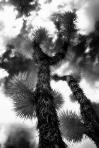 Reaching for the Storms Canopy
