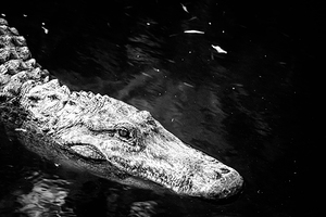 Old Eyes Dark Water by Dream World Images