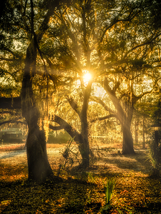 Golden Oak Light by Dream World Images