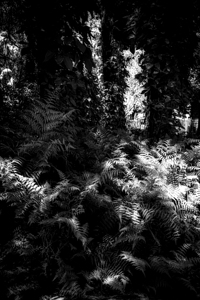 Fernlight by Dream World Images