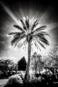 Lighted Palm by Dream World Images