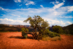 Gnarled Ode on Reddish Earth by Dream World Images