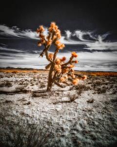 Arboreal Blaze in Barren Harmony
