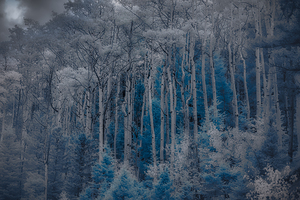 Ethereal Blue Amidst Monochrome Forest