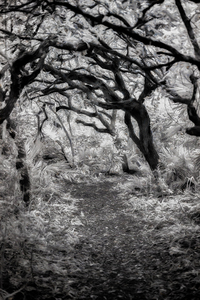 Twilight Reverie: Pathways in Shadow and Light by Dream World Images