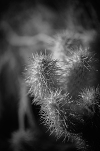 Shadowed Texture of the Cactus Realm by Dream World Images