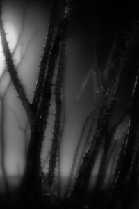 Shadows Weave Through Thorned Spire by Dream World Images