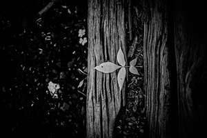 Step Above  by Dream World Images