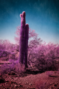 Deserts Purple Dream by Dream World Images