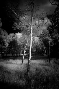 Aspen Reverie: Ansels Inspiration