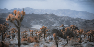 Deserts Spiky Palette by Dream World Images