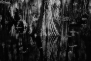 Rooted in Stillness by Dream World Images