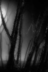 Shadows Weave Through Thorned Spire by Dream World Images