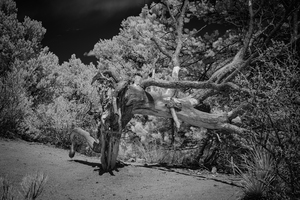 Mountain Guardians Rest by Dream World Images