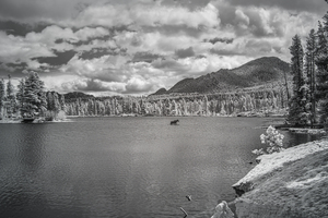 Wild Harmony - A Journey into Natures Beauty