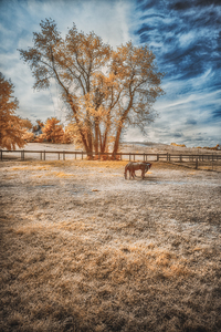 Surreal Pastures: Maryland Horses