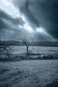 Solace in Solitude: A Blue Lighted Tree in Infrared