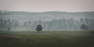 Solitudes Symphony: A Journey Through Custers Wildlife Loop