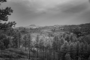 Shadows of The Pines: Exploring the Wilderness of Custer State Park