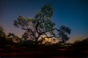 Whispers of Light: Lighting the Night