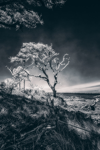 Black Bonsai:  A Botanical Marvel Unveiled on Driftwood Beach by Dream World Images
