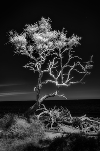 Bonsai by Dream World Images