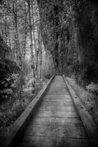Mystical Journey: Sylvan Lake Wooden Trail in Infrared
