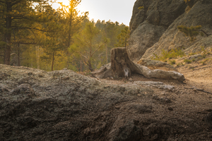 Weathered Stump