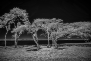 Enchanted Canopy: Exploring Gulf Shores Mystical Oaks by Dream World Images