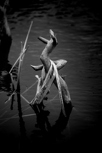 Serene Sylvan Lake: A Tale of Resilience and Reflection