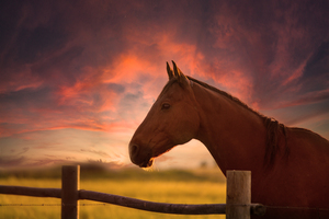 Dreams Beyond the Fence