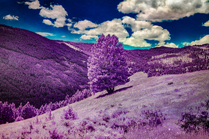 Enchanted Purple Haven: Marysville Montana