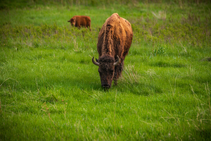 Bison Tales: Grazing in Greatness