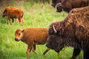 Bison Tales: Generations of the Plains