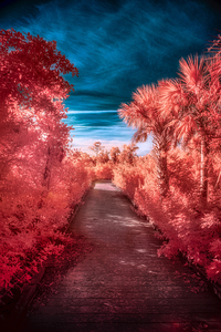 Infrared Stroll Through Tippiecanoes Pink Canopy