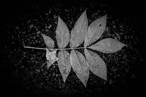  Rainy Day Wonder: Discovering Wishing Leaves at Tims Ford State Park Tennessee by Dream World Images