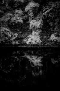 A Forest Reflection: Tims Ford State Park by Dream World Images