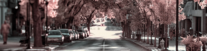 City in Bloom: Yorks Stroll Through Infrared Hues - Pano